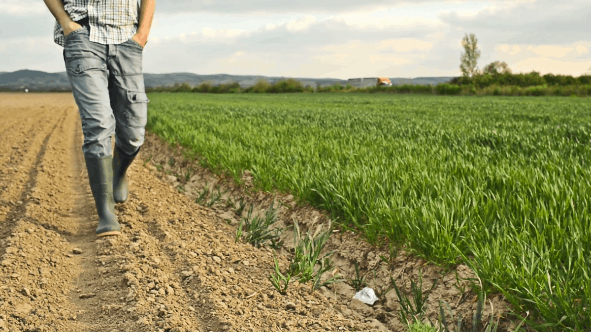 What Is The Importance Of Crop Protection In Agriculture