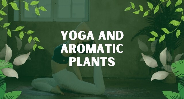 Yoga and Aromatic Plants